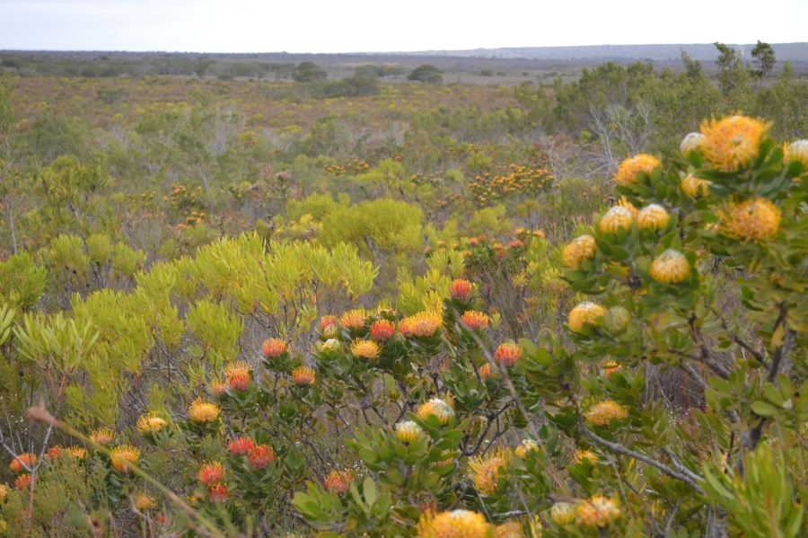 0 Bedroom Property for Sale in Gouritsmond Western Cape